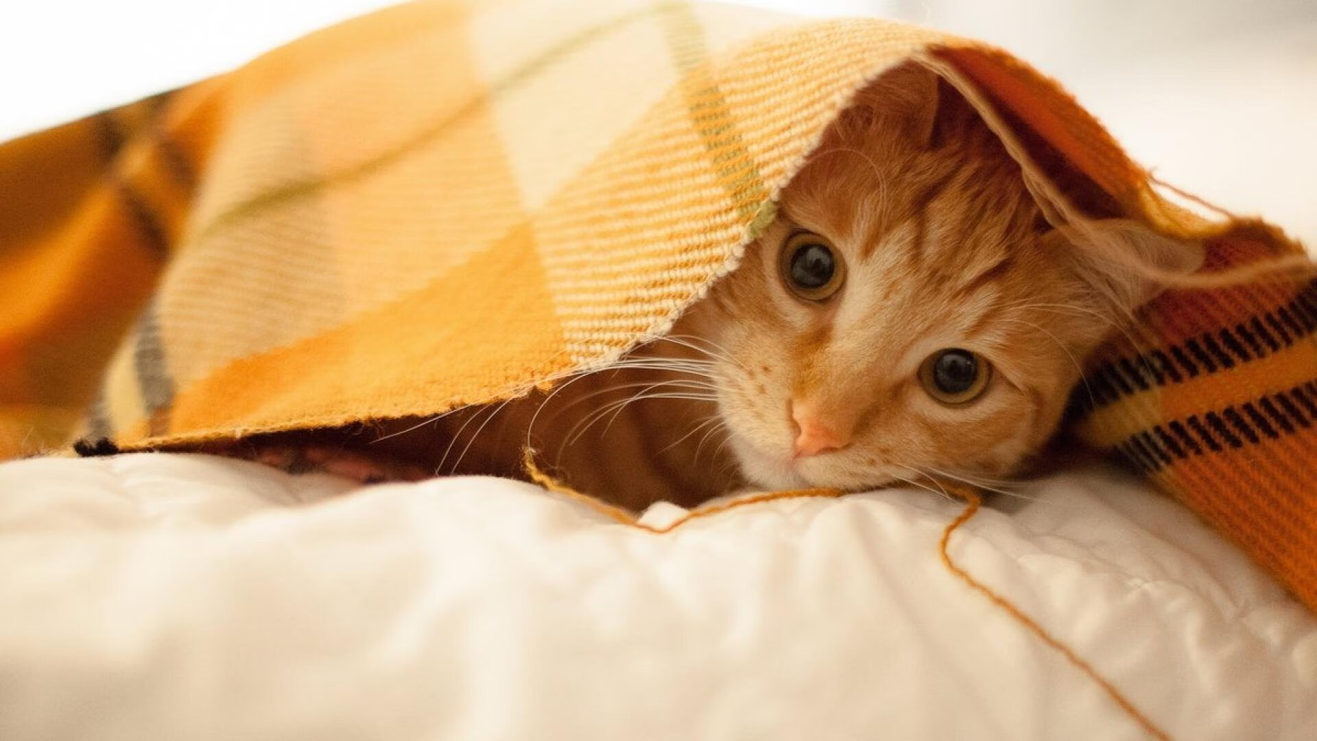 fb体育官网首页-积分榜前十名：谁是真正的冠军有力竞争者？，积分榜12强