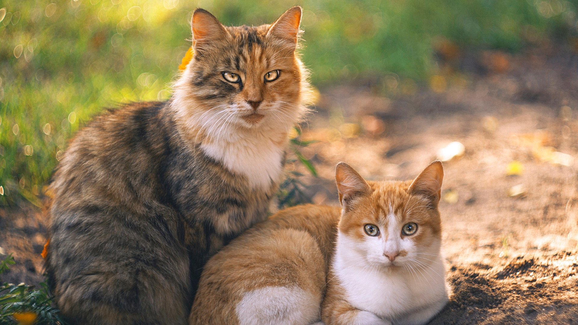 FB SPORTS-联盟文化：如何在全球范围内打造篮球“品牌”？，篮球产业盈利模式