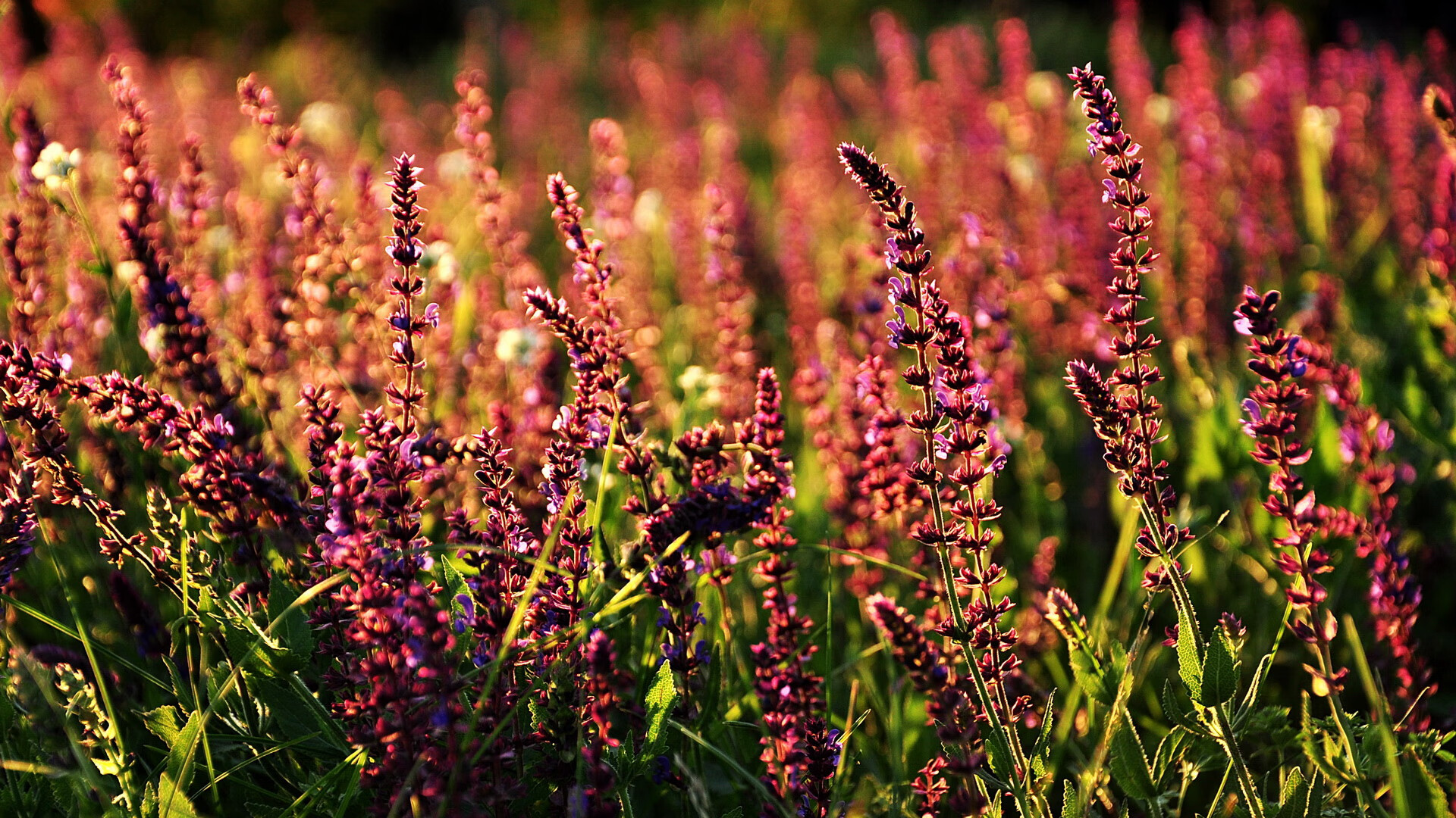 fb体育官网入口-亚洲篮球运动员健康管理加强，职业篮球运动员饮食要求