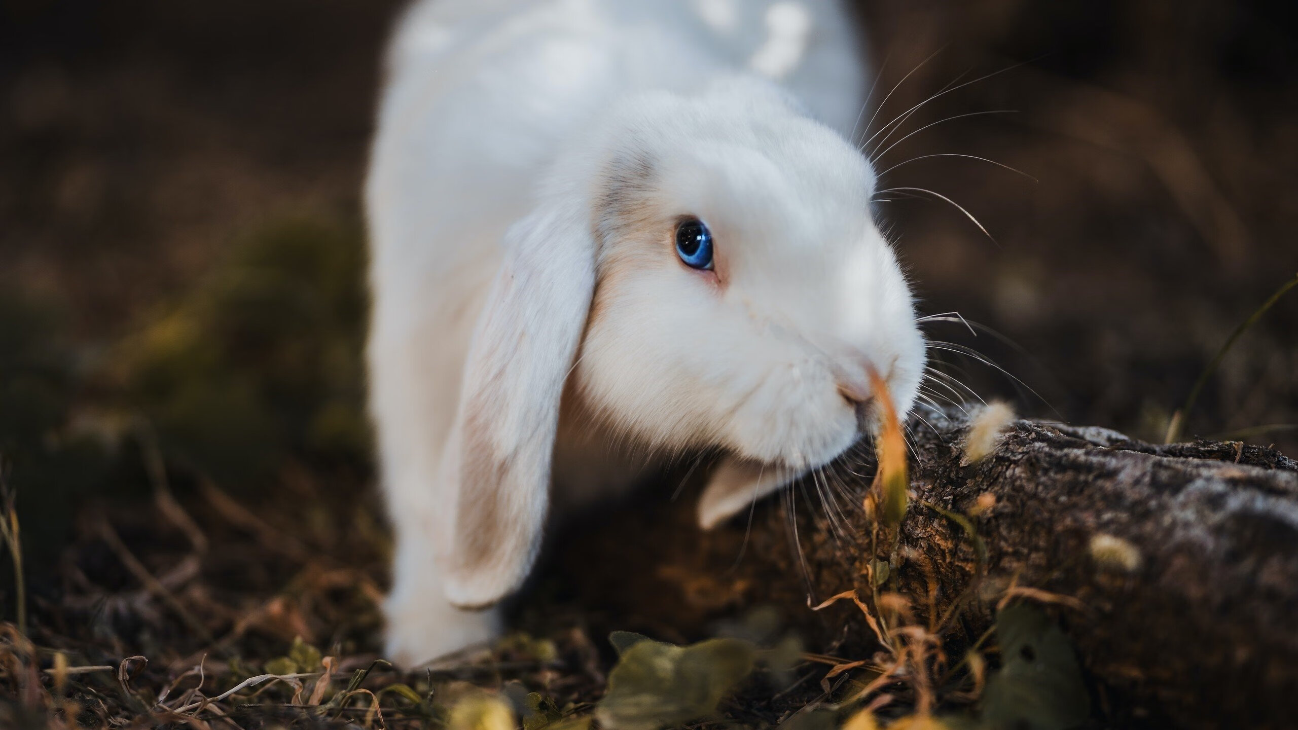 fb体育网页版-精彩瞬间不断上演，双方球队要在场上拼尽全力，双方球队皆进球
