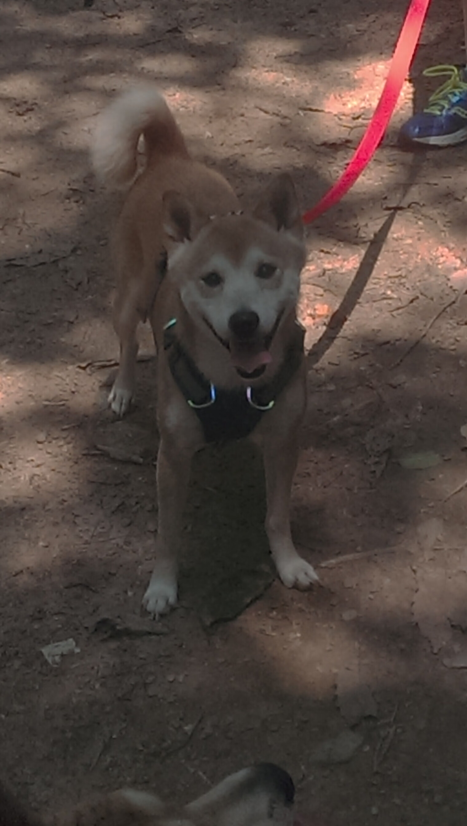 诺里奇城进攻端多点开花,黄蜂军团求突破,诺里奇城堡