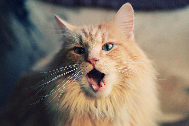 fb体育下载-“2025世界运动会：高新体育中心举重赛事成为力量与速度的终极挑战”