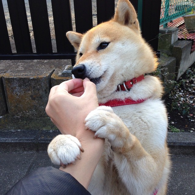 fb体育下载-佛罗伦萨高空球控制能力有效提升，佛罗伦萨著名球星