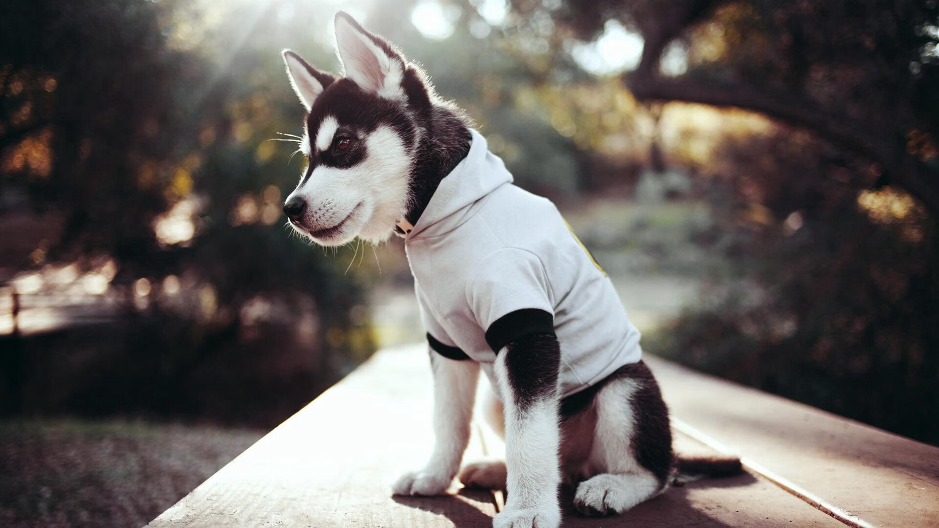 fb体育-单后腰支点撑起中场框架，单后腰阵型