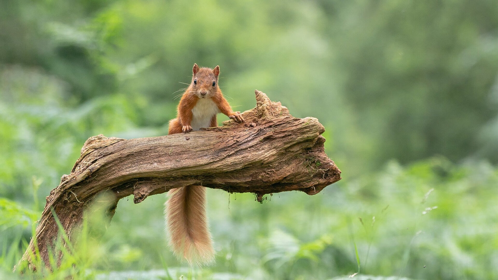 职业球员自由市场机制是否仍不透明,自由球员市场开启