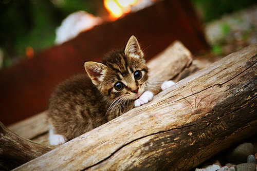 fb体育官网-平台上线战术互动模块球迷可模拟排兵布阵提升参与体验，足球战术模拟