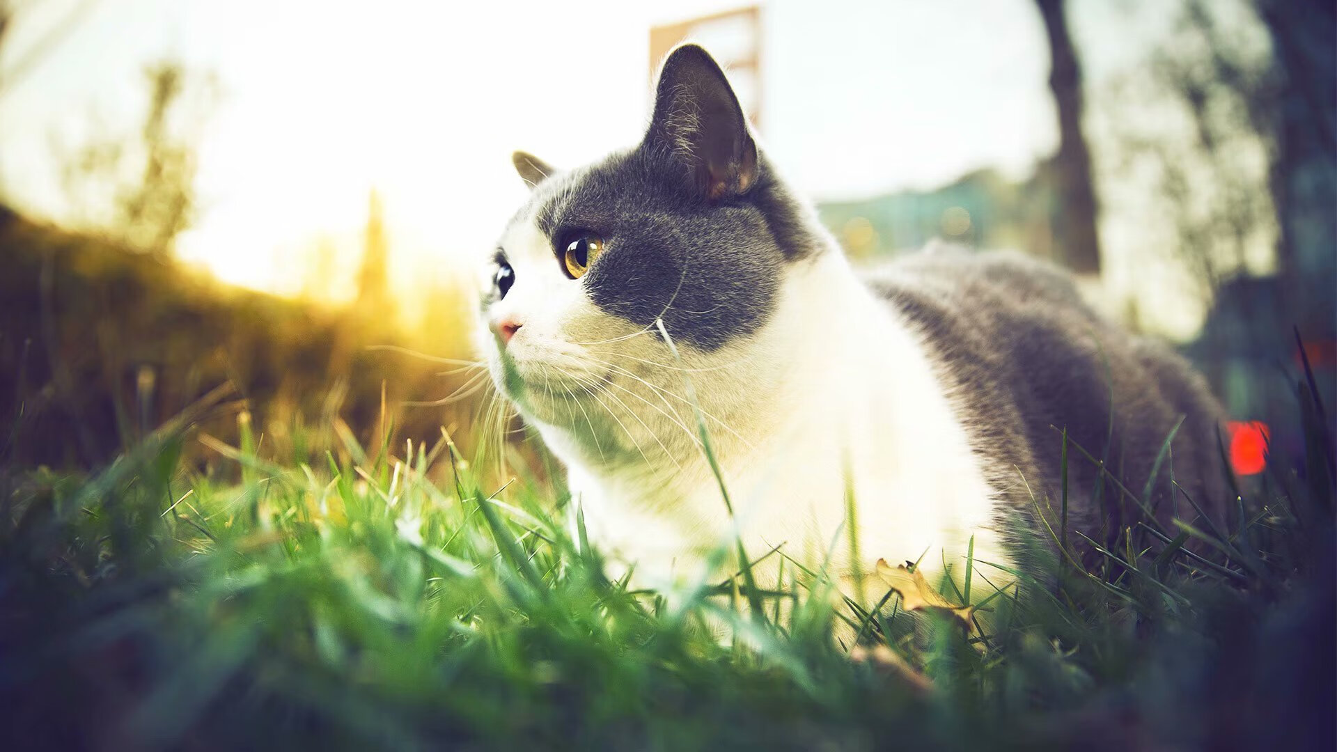 fb体育娱乐-意甲防守策略的未来发展方向，意甲队伍