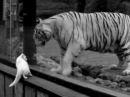 fb体育投注-拉文频繁制造杀伤公牛主打突破战术，拉文怎么去的公牛